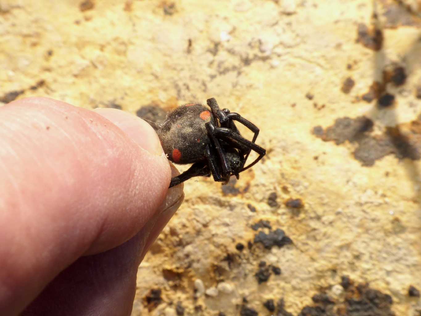 Latrodectus vivo e morto